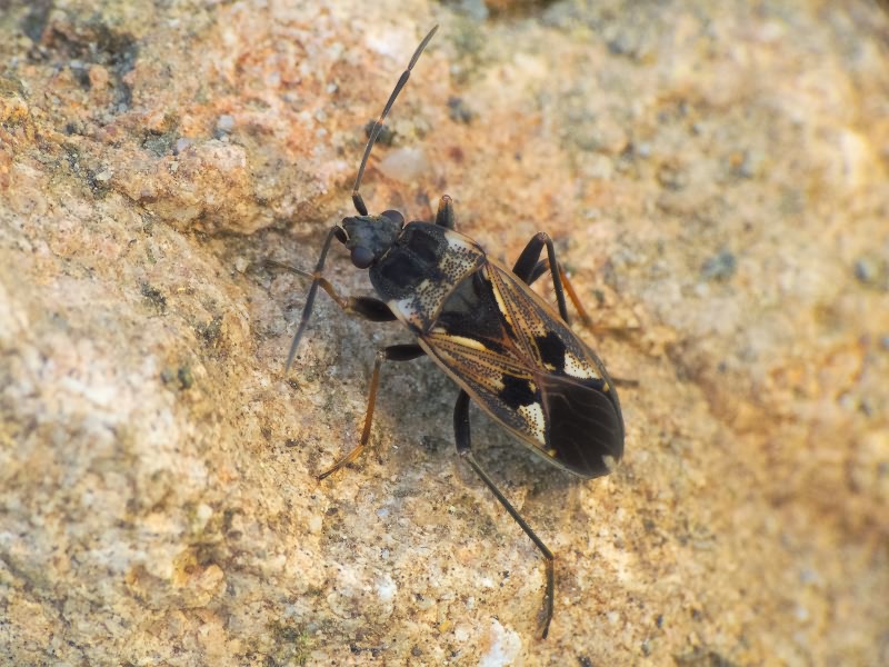 Rhyparochromus vulgaris (Schilling, 1829)